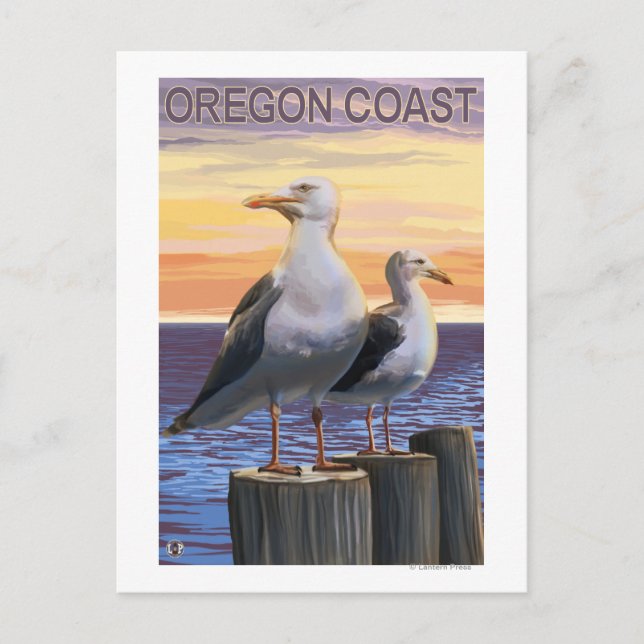 Oregon Coast Sea Gulls Postcard (Front)