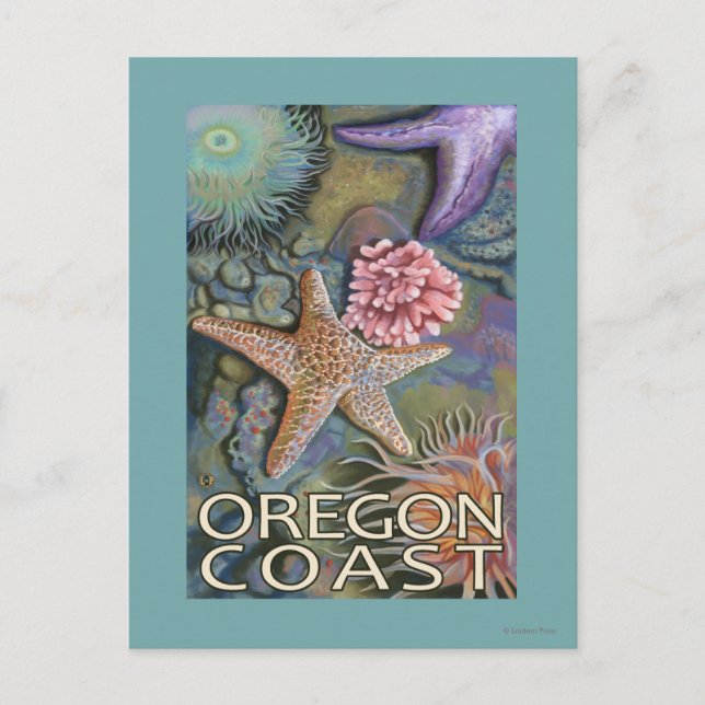 Oregon Coast Tidepool Postcard (Front)