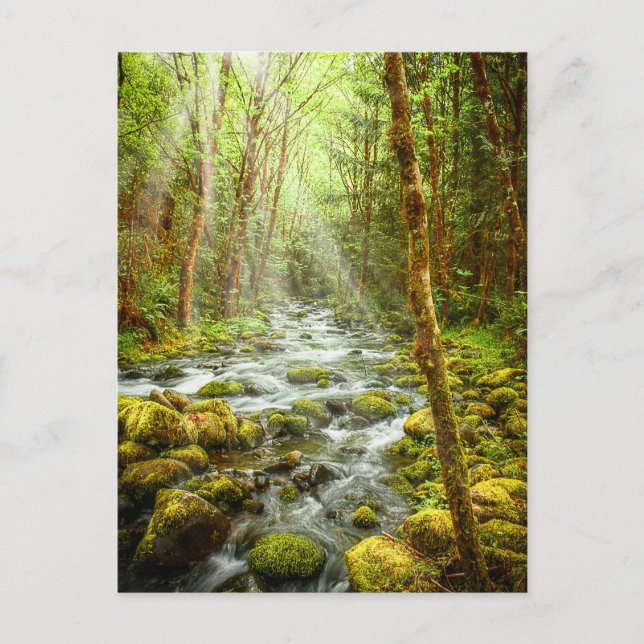 Oregon Fantasy Forest Stream Postcard (Front)
