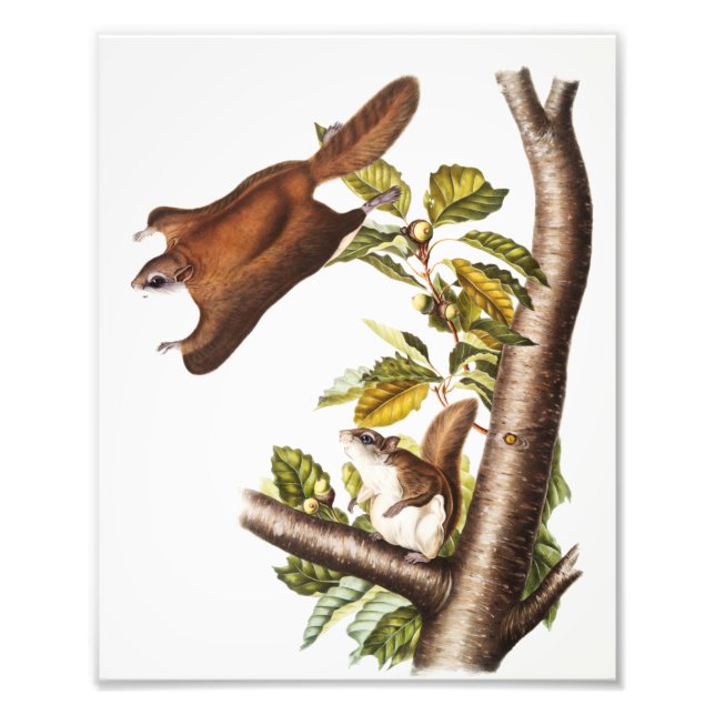 Oregon Flying Squirrel (Pteromys Origonensis) Photo Print (Front)