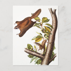 Oregon Flying Squirrel (Pteromys Origonensis) Postcard