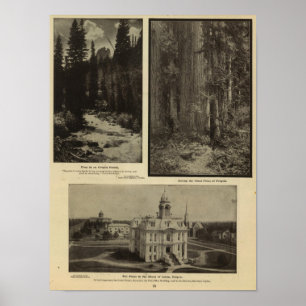 Oregon forest giant pines plaza, Salem, Oregon Poster