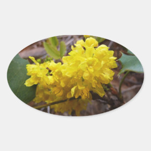 Oregon Grape Flowers Yellow Wildflowers Oval Sticker