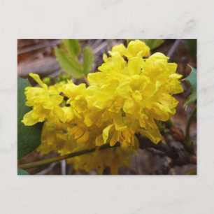 Oregon Grape Flowers Yellow Wildflowers Postcard