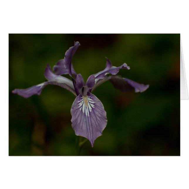 Oregon Iris (Front Horizontal)