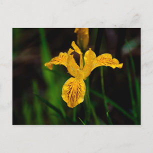 Oregon Iris 02 Postcard
