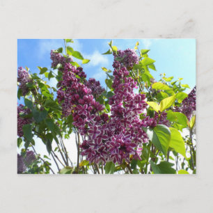 Oregon Lilacs Postcard