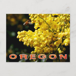Oregon State Flower: Oregon Grape Postcard