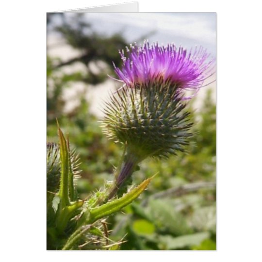 Oregon Thistles Card