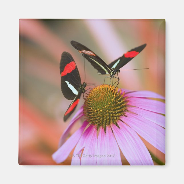 oregon, usa 3 magnet (Front)