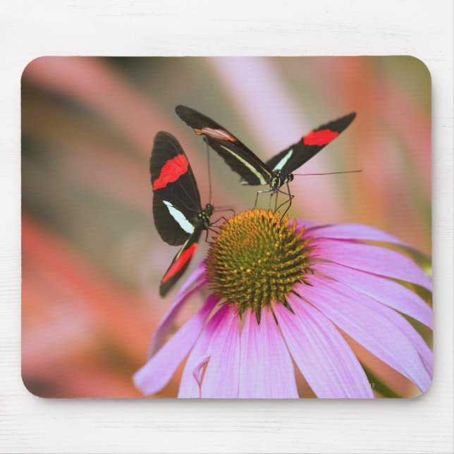 oregon, usa 3 mouse pad (Front)