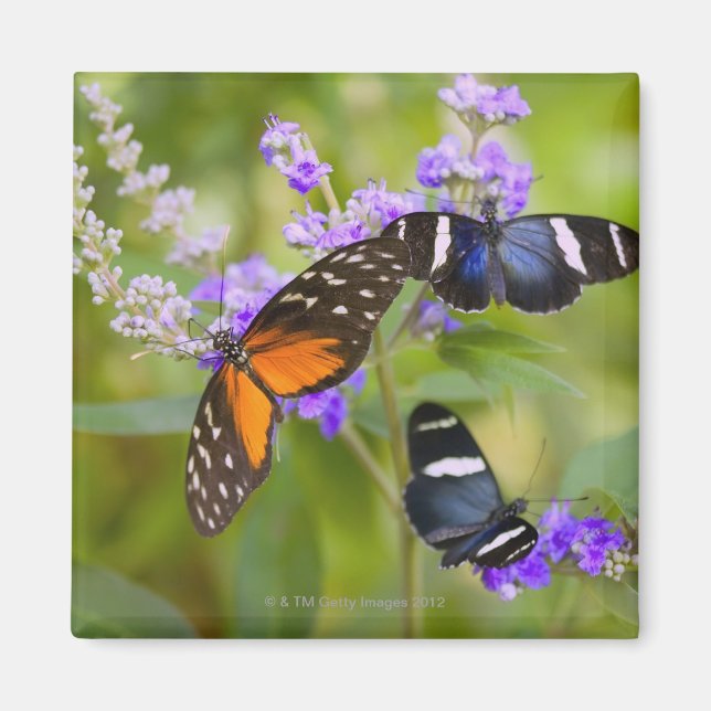 oregon, usa magnet (Front)