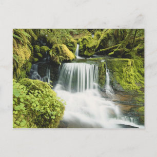 Oregon, Waterfall in Willamette national Postcard