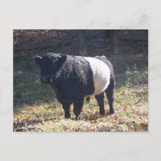 Oreo Cow Postcard