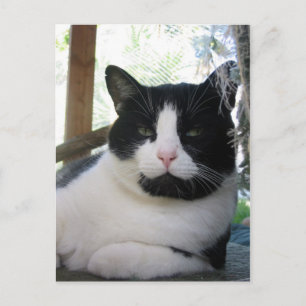 Oreo the cat postcard