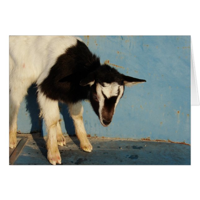 Oreo The Goat Kid (Front Horizontal)