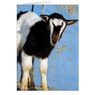 Oreo The Goat Kid