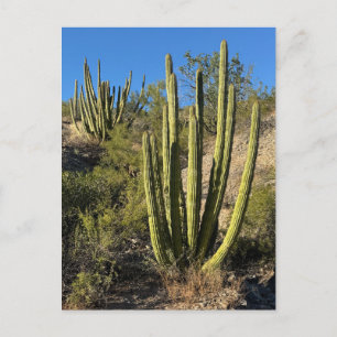 Organ Pipe Cactus Fine Art Photograph Postcard