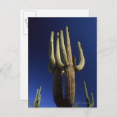 Organ pipe cactus national monument in Arizona Postcard (Front/Back)