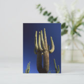 Organ pipe cactus national monument in Arizona Postcard (Standing Front)