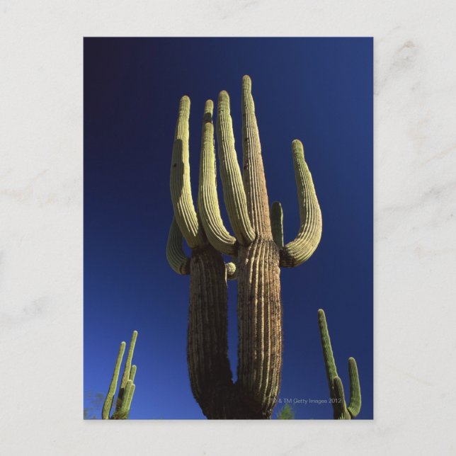 Organ pipe cactus national monument in Arizona Postcard (Front)