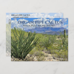 Organ Pipe Cactus, Ocotillo Shrub, Ajo Mountains Postcard