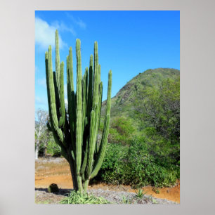Organ Pipe Cactus Poster