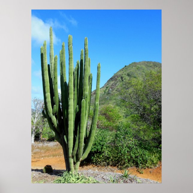 Organ Pipe Cactus Poster (Front)