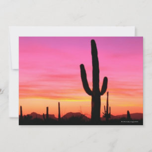 Organ Pipe National Monument