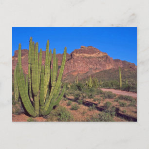 Organ Pipes In Death Valley Postcard
