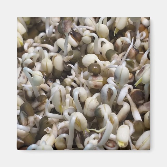 Organic Sprout Life Mung Bean Macro Photography He Magnet (Front)