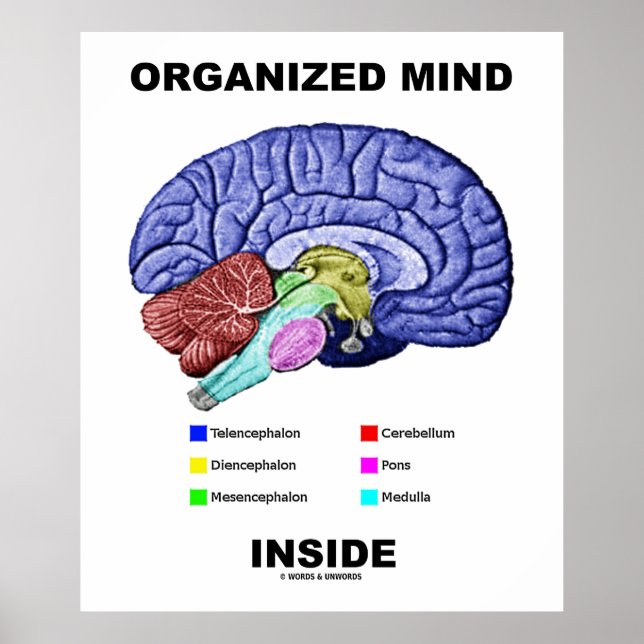 Organised Mind Inside (Anatomical Brain Attitude) Poster (Front)