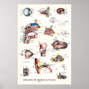 Organs of Sense Voice Anatomy Nose Throat Poster