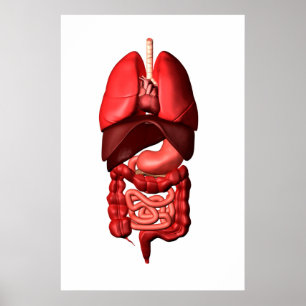 Organs Of The Respiratory And Digestive Systems Poster