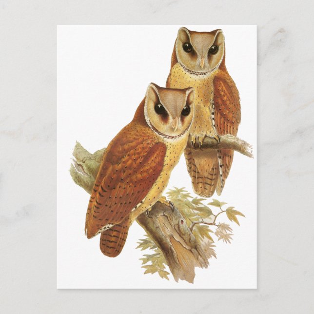 Oriental Bay Owl Postcard (Front)