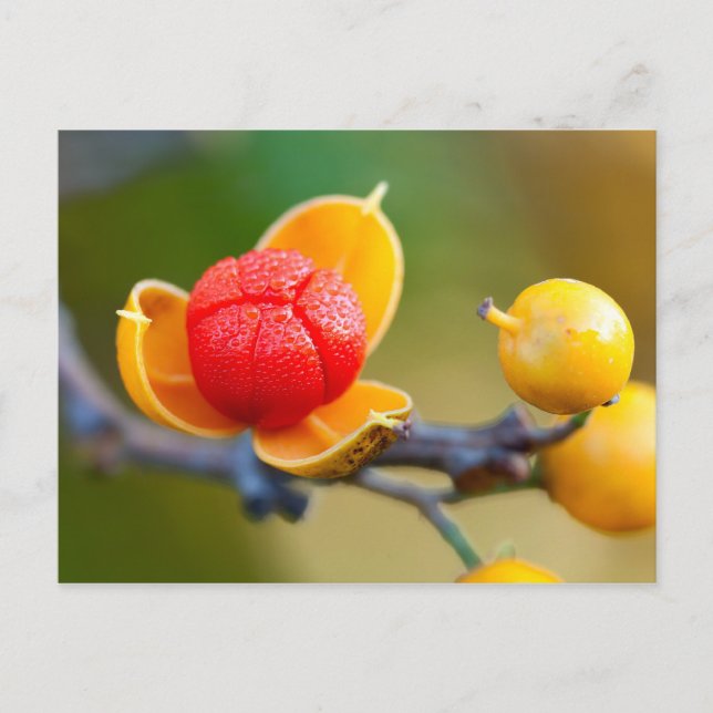 Oriental Bittersweet Postcard (Front)
