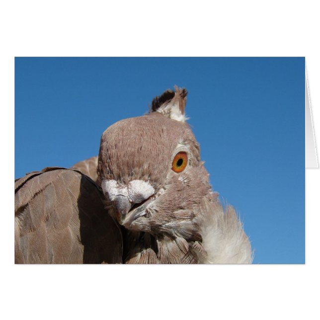 Oriental Frill Pigeon (Front Horizontal)