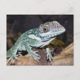 Oriental Knight Anole Lizard close up Postcard