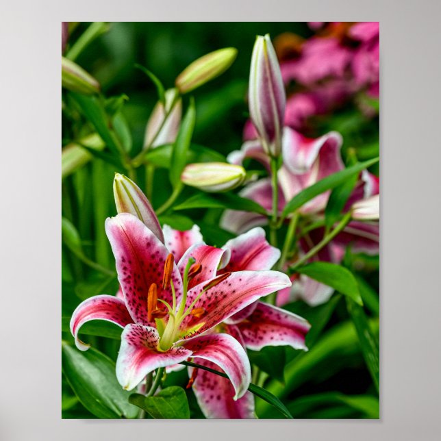 Oriental Lily Poster (Front)
