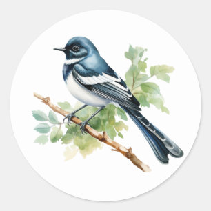 Oriental Magpie-Robin Songbird Stickers