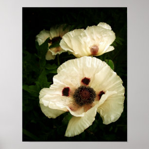 Oriental Poppies Cream Poster