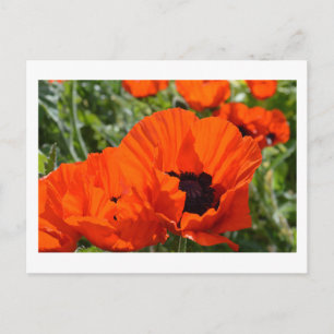 Oriental Poppies Postcard