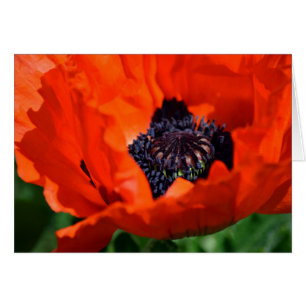 Oriental Poppy