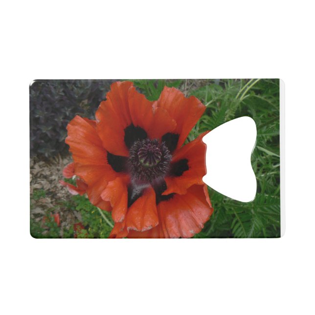 Oriental poppy   (Front (Horizontal))