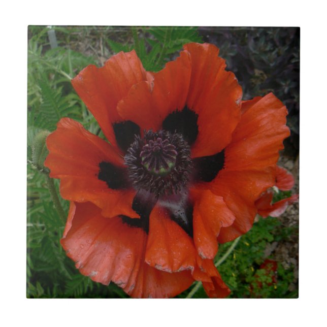Oriental poppy         ceramic tile (Front)