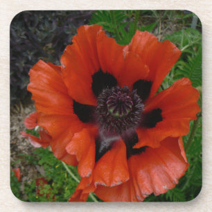 Oriental poppy coaster