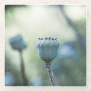 Oriental poppy cores in a shady garden glass coaster