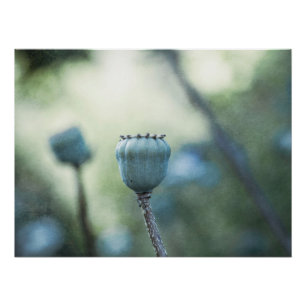 Oriental poppy cores in a shady garden poster