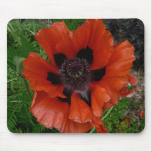 Oriental poppy mouse pad