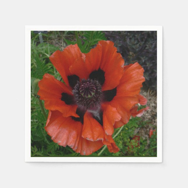 Oriental poppy   napkin (Front)